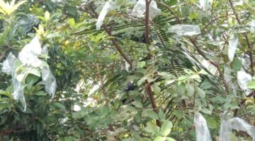 Hasil Pertanian: Budi Daya Jambu Kristal dan Pisang Sanfres Tunjukkan Perkembangan Positif